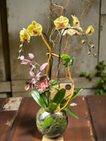 Orchid Signature Terrarium Collection(Pre-order)