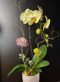 Orchid Planter with Succulent (Pre order)