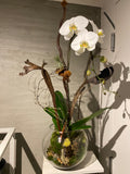 Orchid Signature Terrarium Collection Vancouver - Avelyn Florist