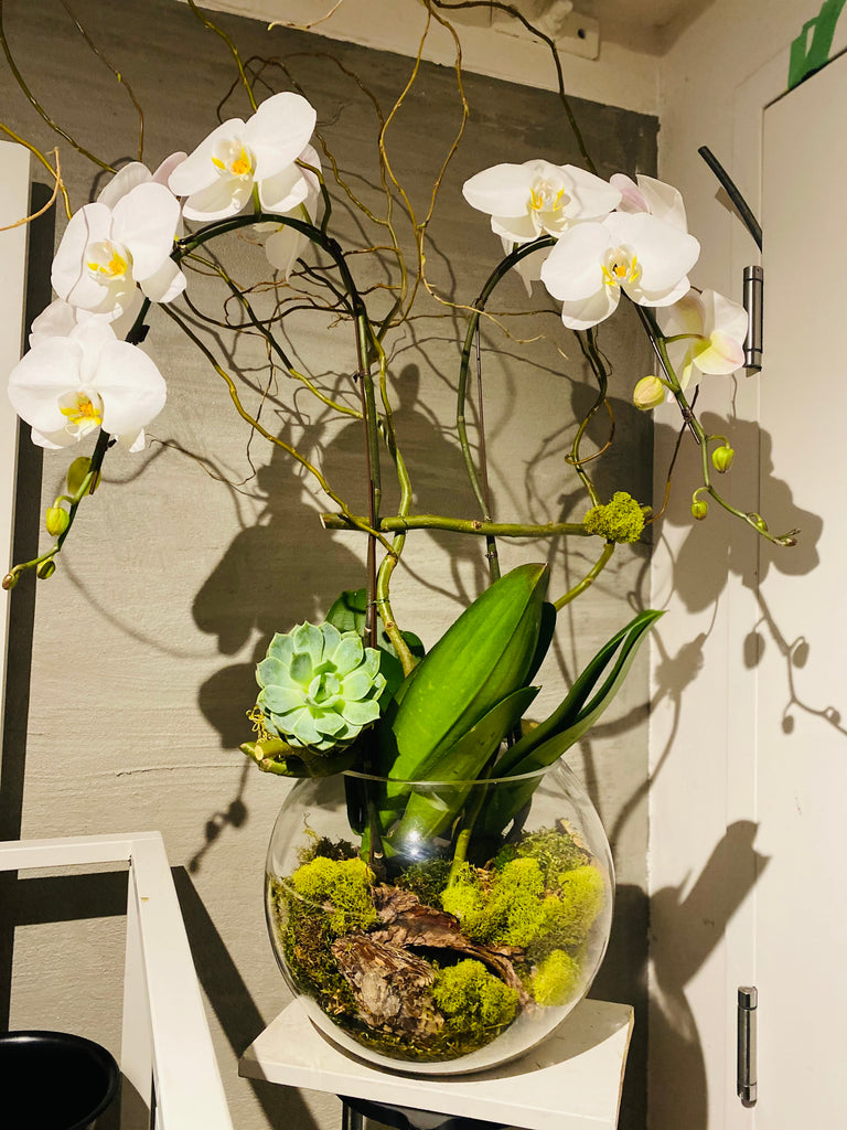 Orchid Signature Terrarium Collection(Pre-order)