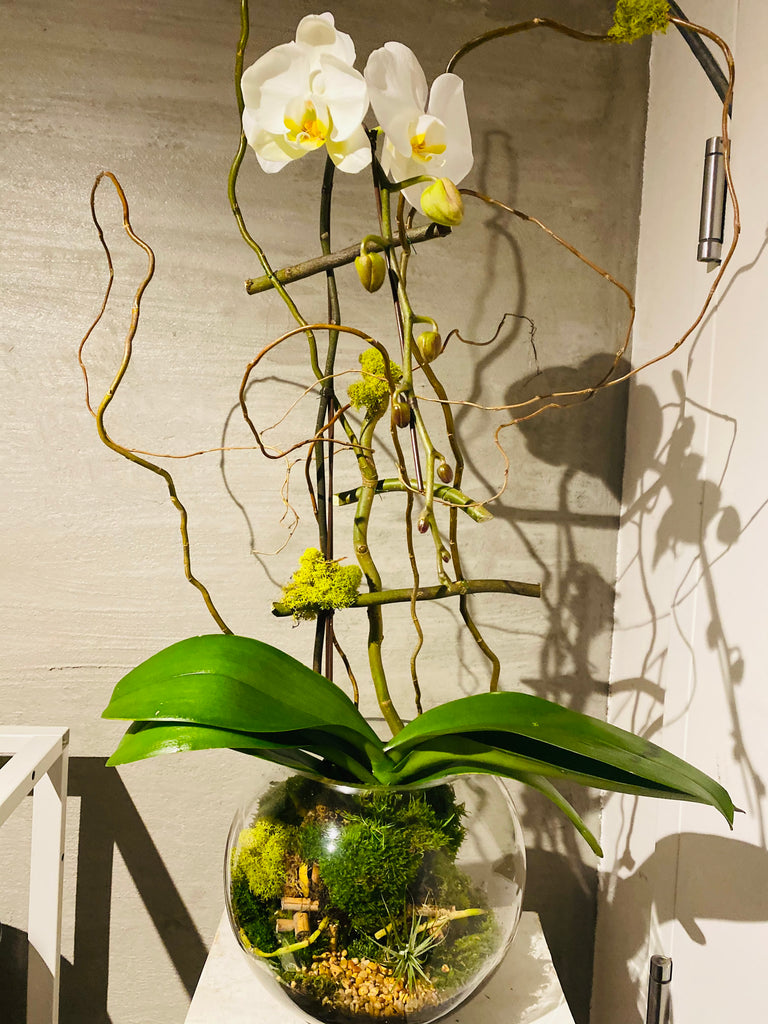 Orchid Signature Terrarium Collection(Pre-order)