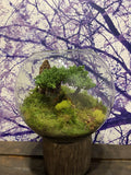 Terrarium Signature Collection - Avelyn Florist in {{ shop.address.city }}, {{ shop.address.country }}