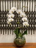 Orchid Signature Terrarium Collection - Avelyn Florist in {{ shop.address.city }}, {{ shop.address.country }}